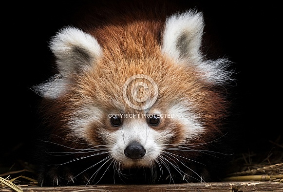 Young Red Panda close up