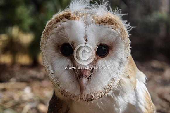 Juvenile Barn Owl (Tyto alba)