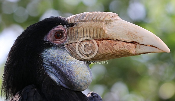 Female wreathed hornbill