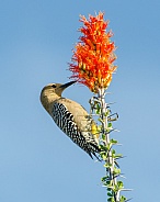 Gila Woodpecker feeding from Ocotillo Flowers