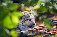 Snow leopard head