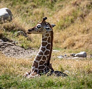 Baby giraffe laying down