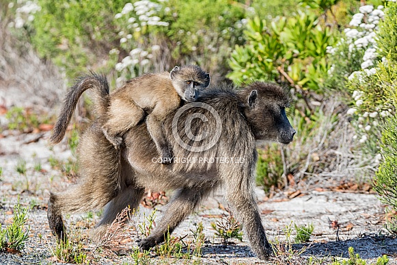 Chacma Baboon mother and baby