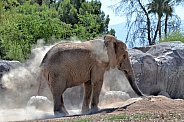 Elephant Dust Bath