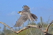 Prairie Falcon in Flight