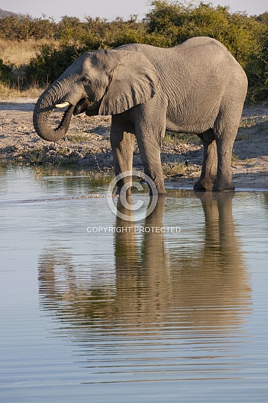 African Elephant drinking at a waterhole