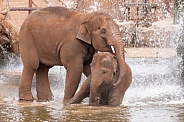 Young Asian Elephants Playing In Water