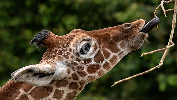Reticulated Giraffe Calf Side Profile Reaching For Twig