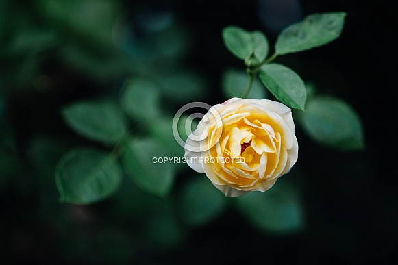 Lone pale yellow Rose