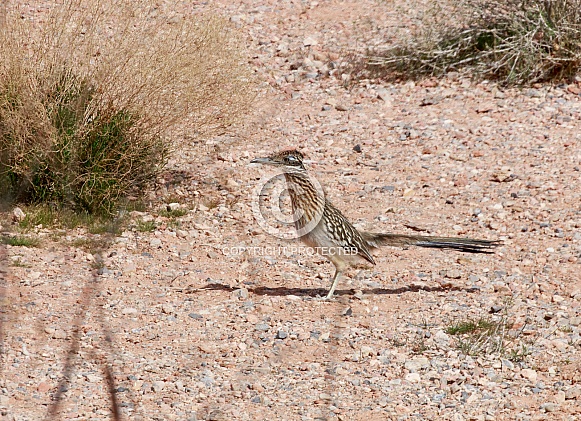Roadrunner bird in the desert