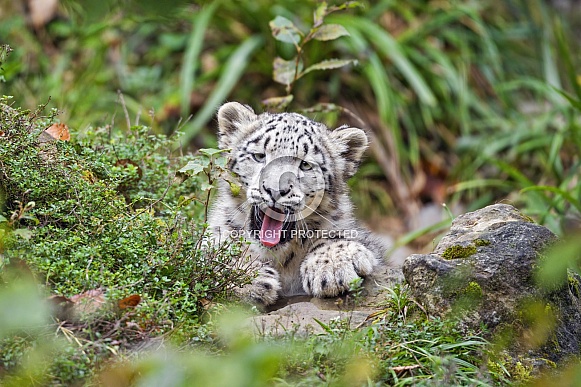 Cute snow leopard cub in vegetation