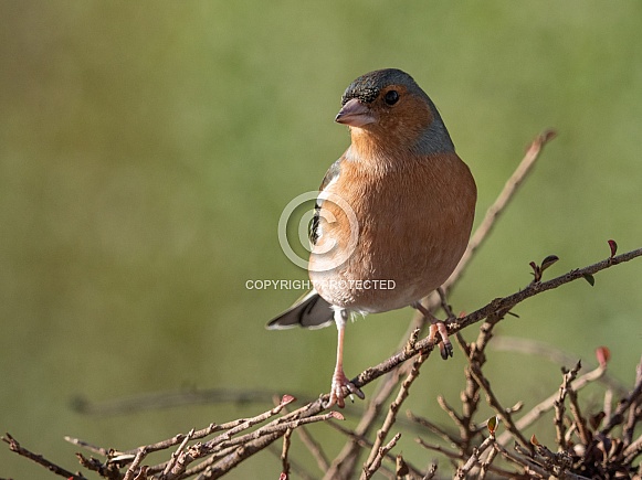 Chaffinch - Male bird - Fringilla coelebs
