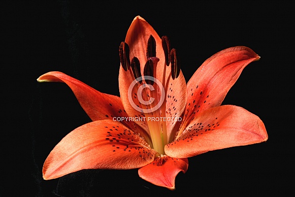 Orange Lilly Flower