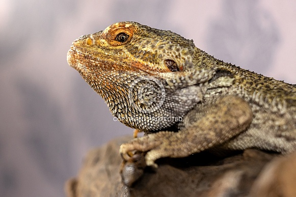Bearded Dragon Close Up Side Profile