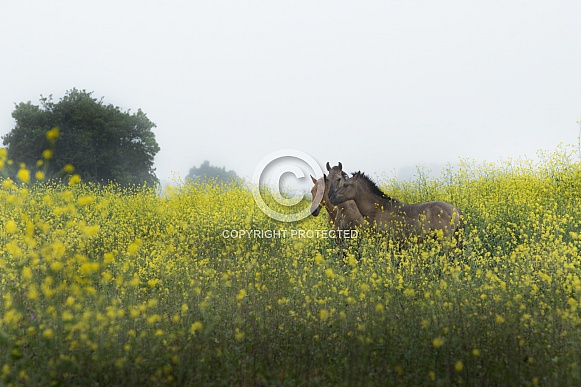 Horses in rapeseed