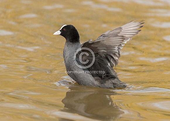 Coot Stretching