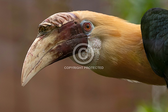 Blyth's Hornbill Head Shot Close Up