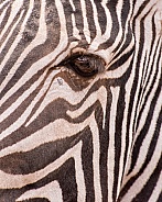 Eye of a Zebra