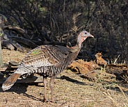 Wild Female Turkey