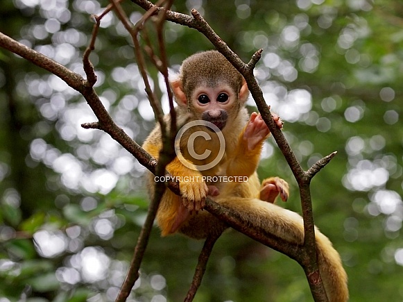 Squirrel Monkey (Saimiri)