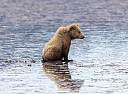 Coastal brown bear at sunset sitting in low tide