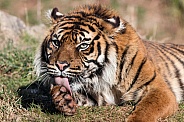 Sumatran Tiger Lying Down Licking Paw
