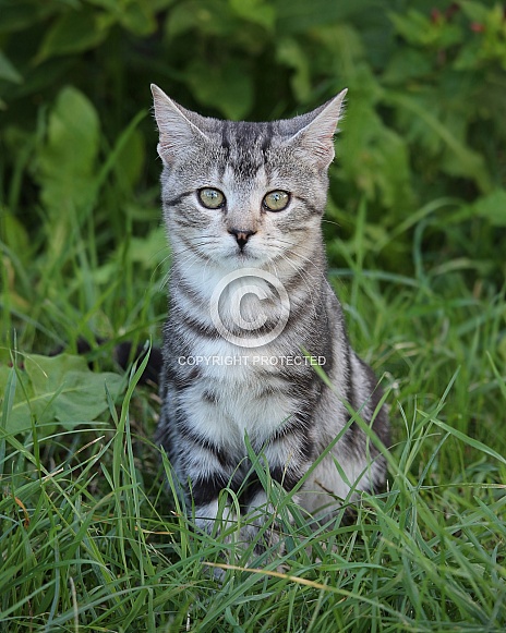 Cute Tabby Kitten In Grass
