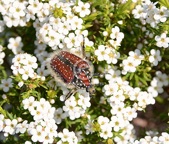 Trichostetha capensis beetle
