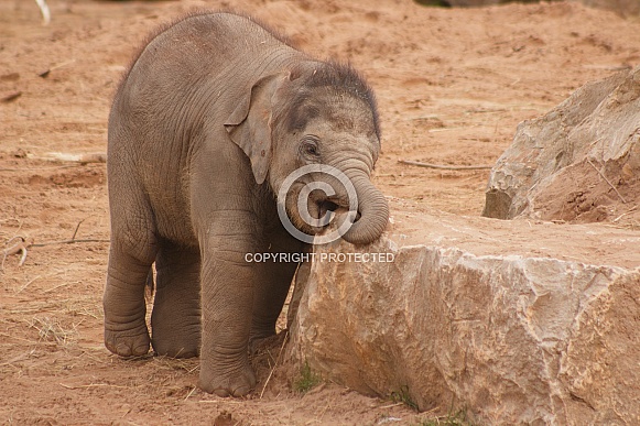 Baby Asian Elephant Leaning On/Biting Rock