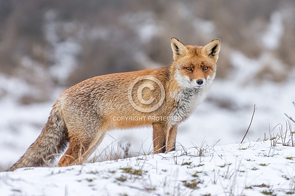 Red fox in the snow