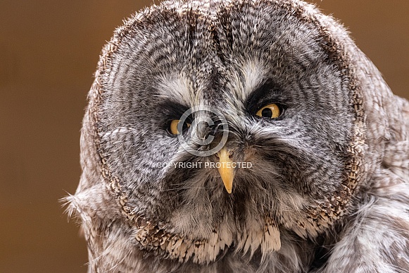 Great Grey Owl Close Up