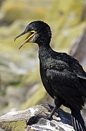 Great Cormorant - Farne Islands - England