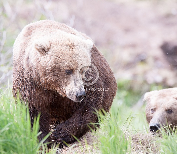 Wild Alaskan brown bear