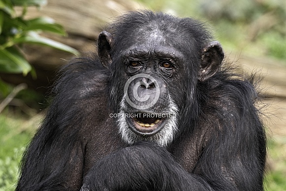 Chimpanzee Close Up Mouth Open