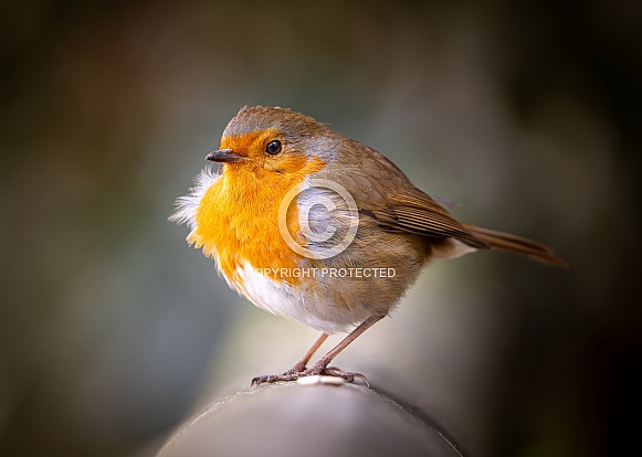 Robin with ruffled feathers