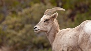 Desert Bighorned Sheep, Ovis canadensis nelsoni
