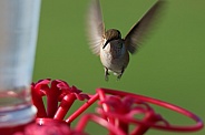 Calliope Hummingbird - Male