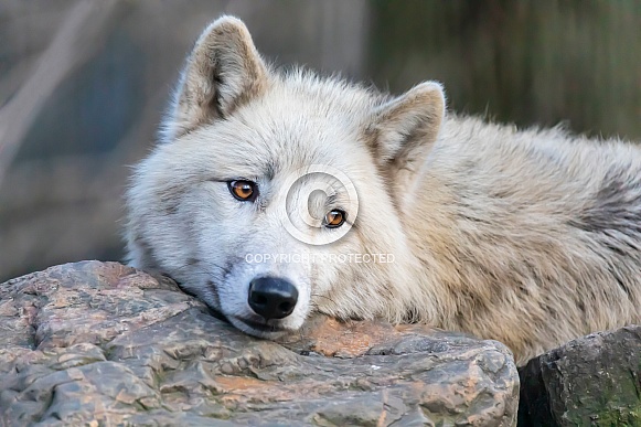 Hudson Bay Wolf (Canis lupus hudsonicus)