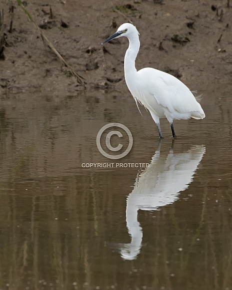 Little Egret with Reflection