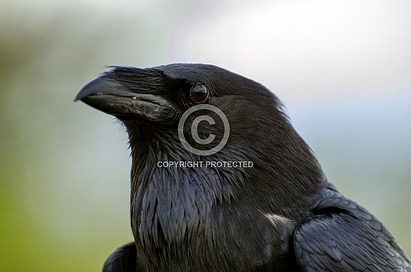 Chihuahuan Raven Portrait
