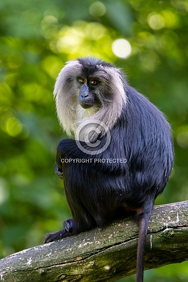 The lion-tailed macaque (Macaca silenus)