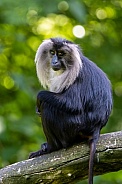 The lion-tailed macaque (Macaca silenus)