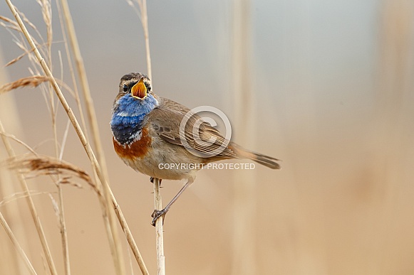 Bluethroat perched on a twig