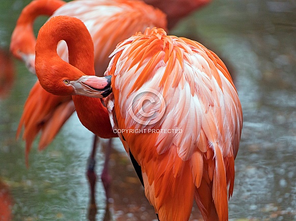 Pink Flamingo grooming