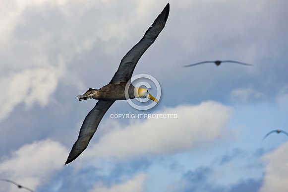 Waved Albatross in flight - Galapagos Islands - Ecuador