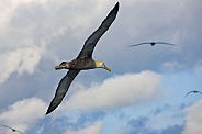Waved Albatross in flight - Galapagos Islands - Ecuador