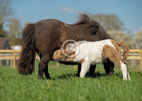 Miniature Horse Foal Suckling