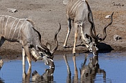 Male Kudu Antelope - Namibia