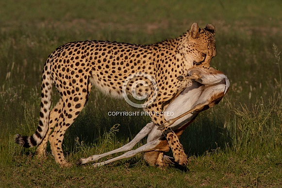 Cheetah carrying kill