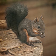 japenese squirrel